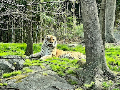 Tiger Mountain at Bronx Zoo