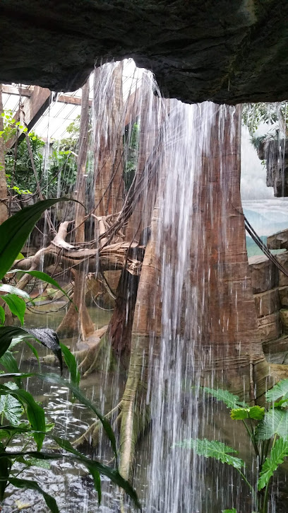 Jungle World