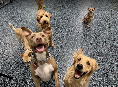 NYC Pet Services