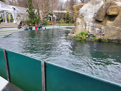 Harbor Seals