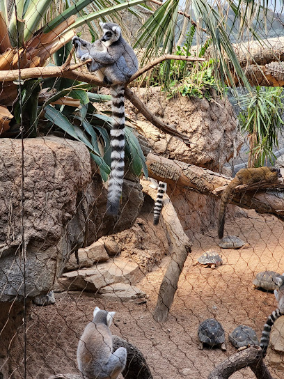 Madagascar at Bronx Zoo