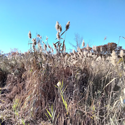 Alley Pond Park Trail
