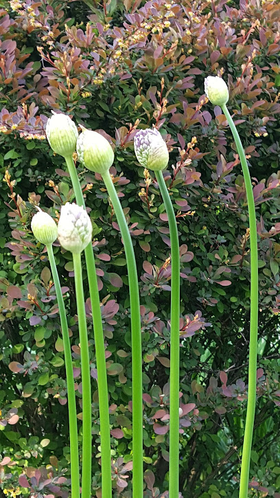 Central Park East High School